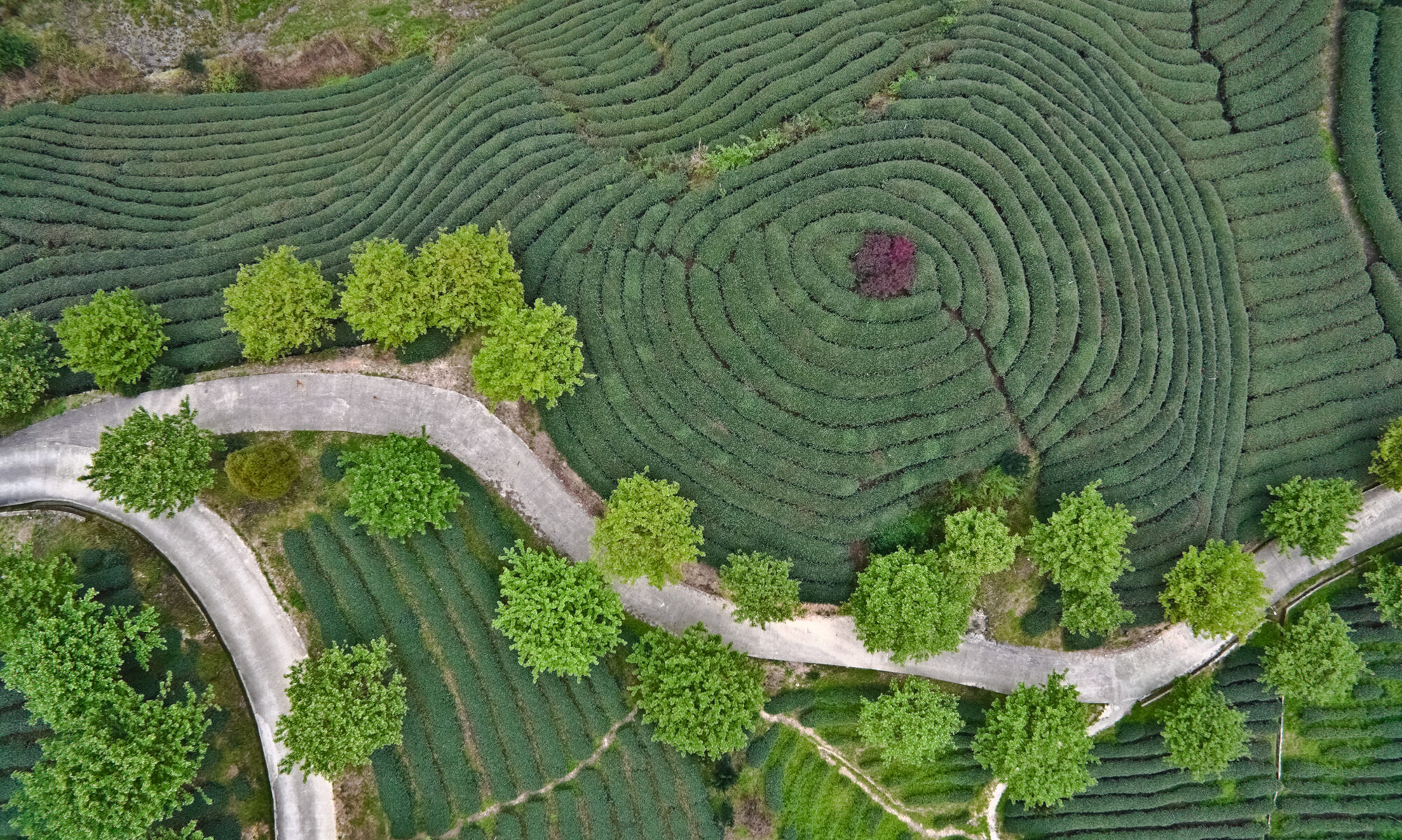 Aerial photography at Spring mountain tea garden landscape with winding road