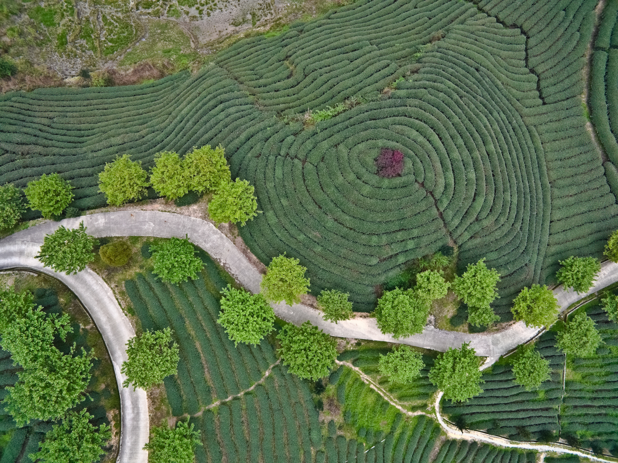 Aerial photography at Spring mountain tea garden landscape with winding road